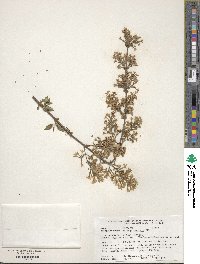 Syringa persica image