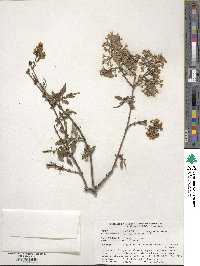 Syringa persica image