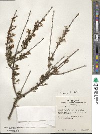 Syringa persica image