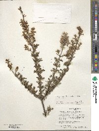 Syringa persica image