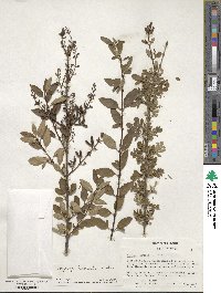 Syringa persica image