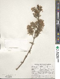 Syringa persica image