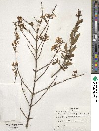 Syringa persica image