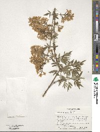 Syringa persica image