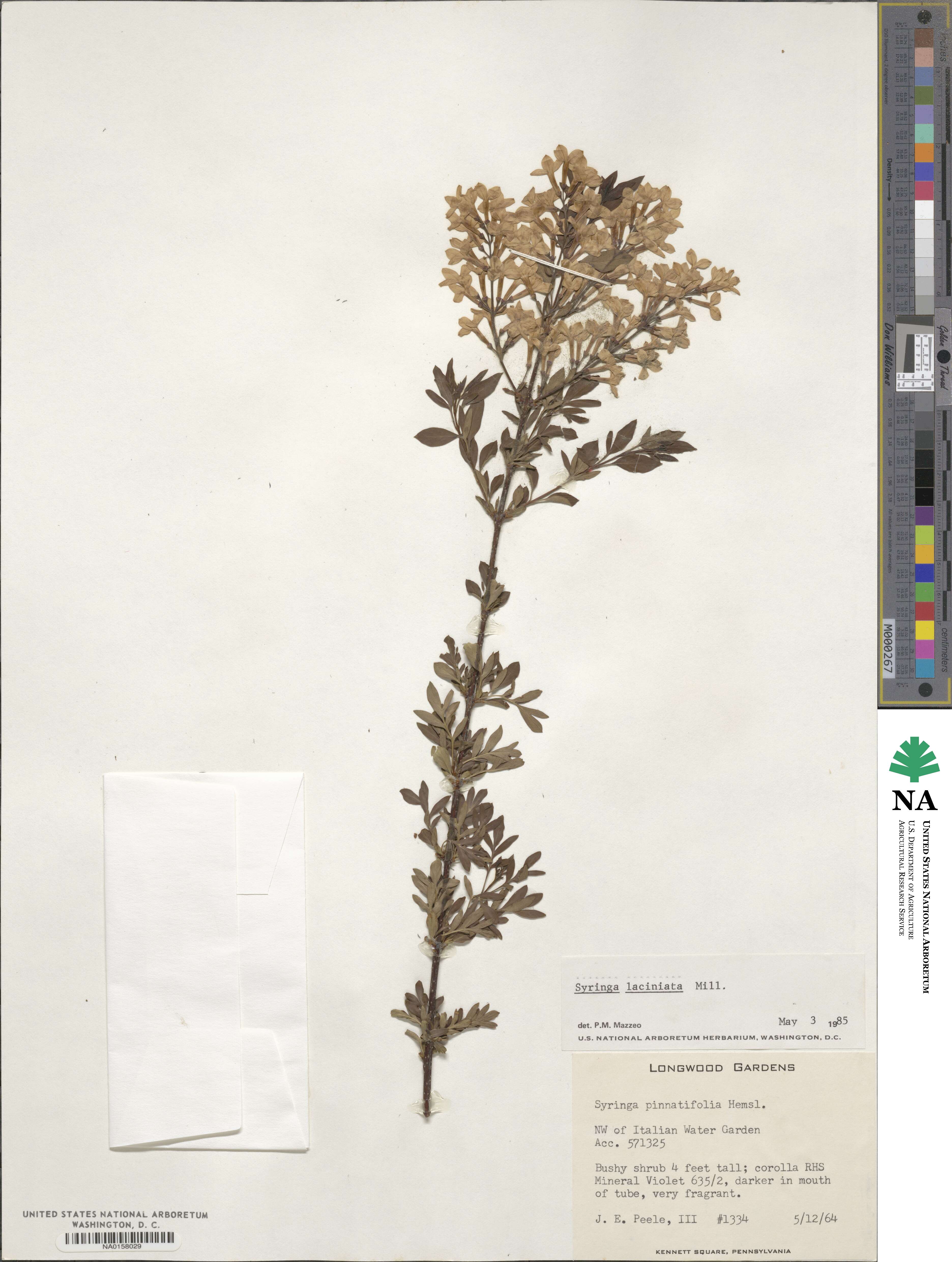 Syringa persica image