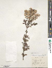 Syringa persica image