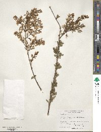 Syringa persica image