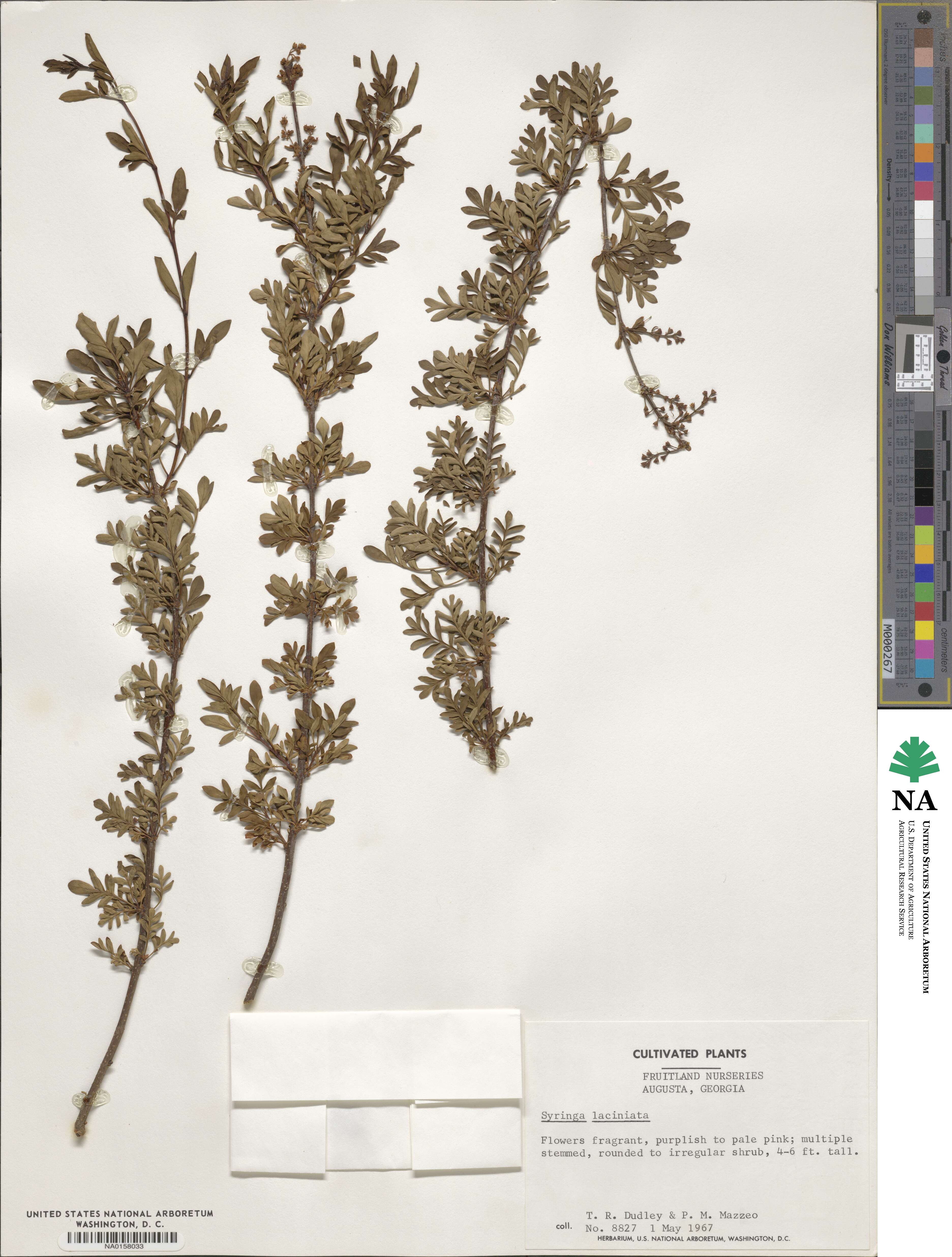 Syringa persica image
