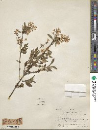 Syringa persica image