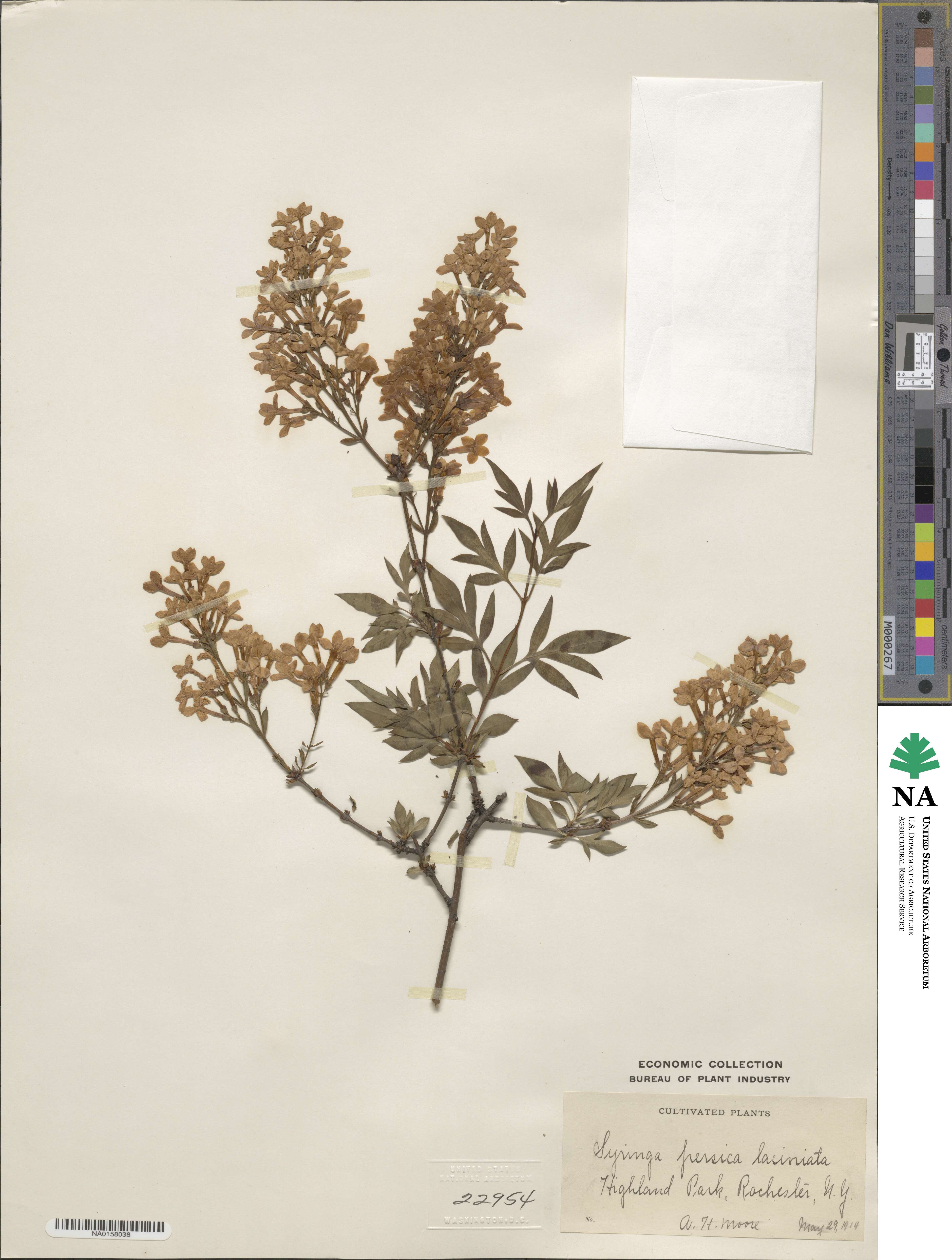 Syringa persica image