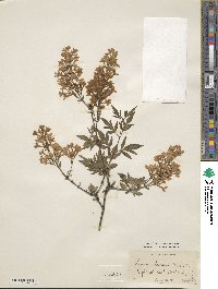 Syringa persica image