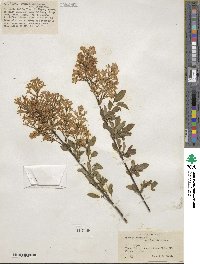 Syringa persica image