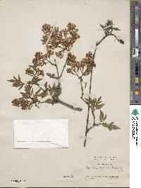 Syringa persica image