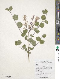 Syringa pubescens subsp. pubescens image