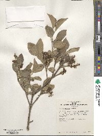 Syringa pubescens subsp. pubescens image