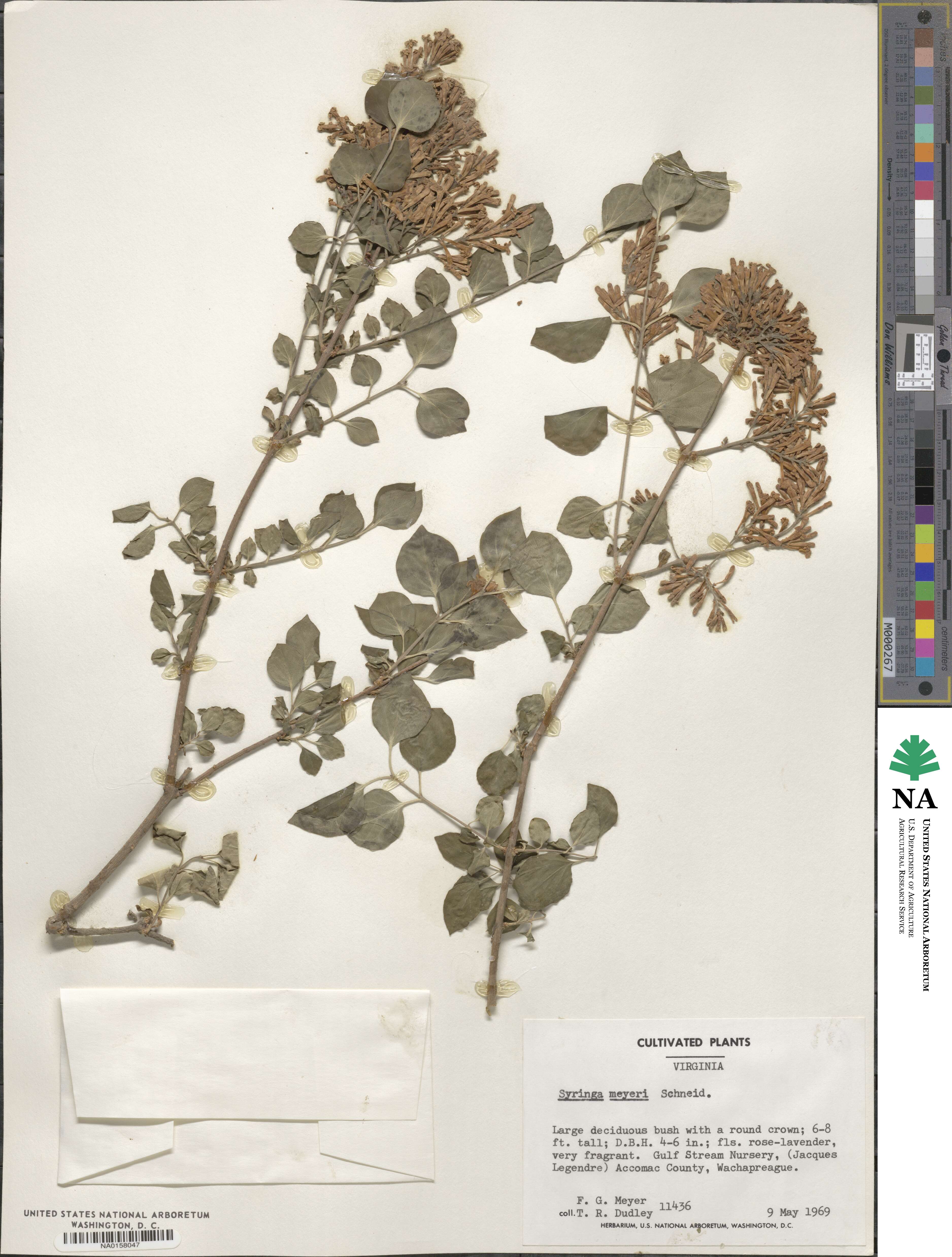 Syringa pubescens subsp. pubescens image
