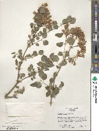 Syringa pubescens image