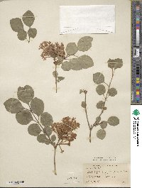 Syringa pubescens subsp. pubescens image