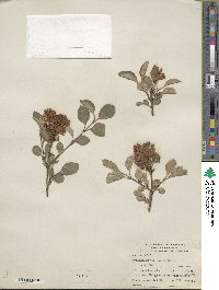 Syringa pubescens subsp. pubescens image