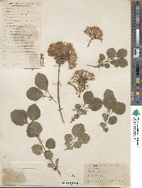 Syringa pubescens subsp. pubescens image