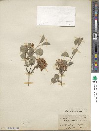 Syringa pubescens image