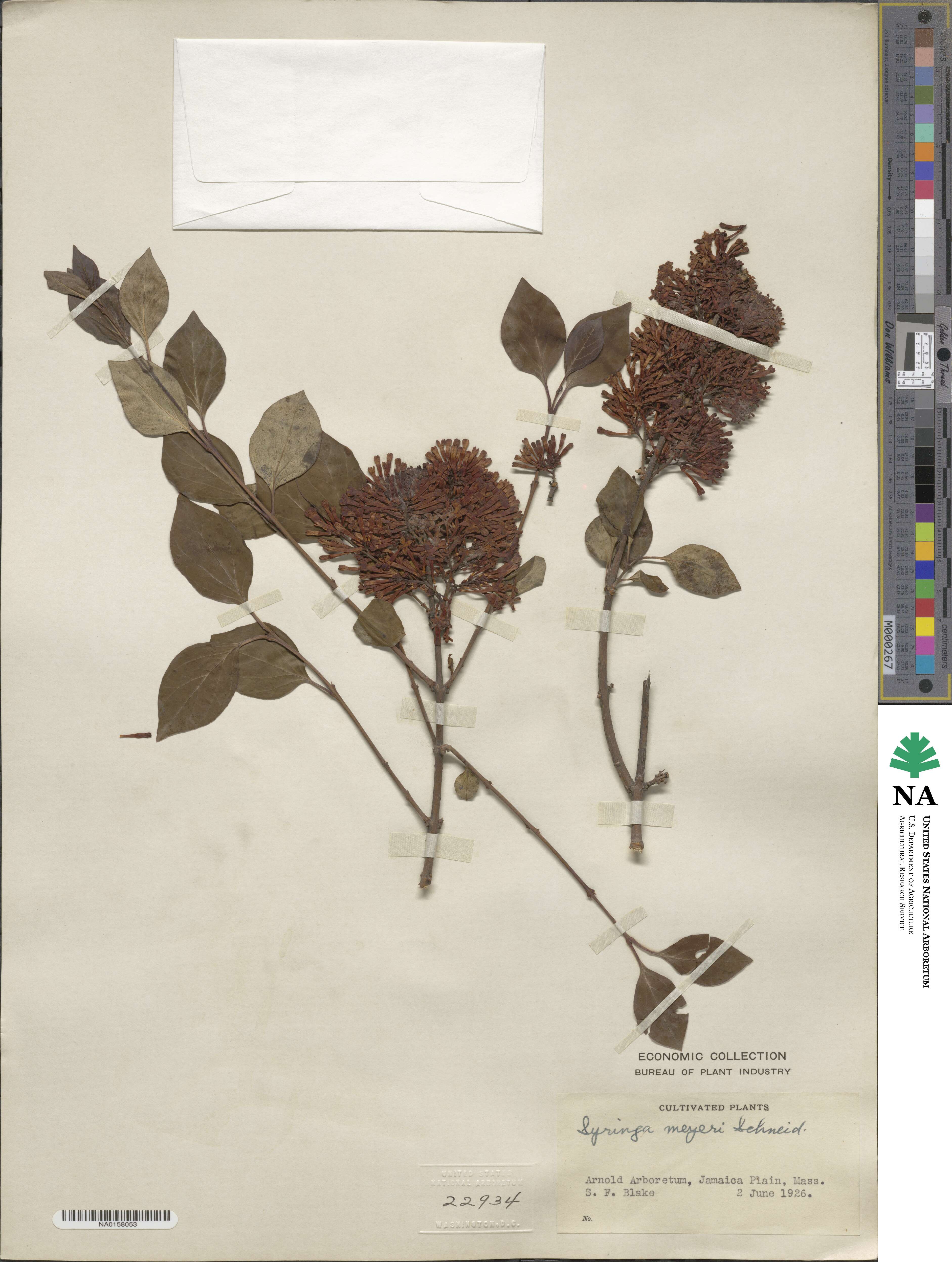 Syringa pubescens subsp. pubescens image