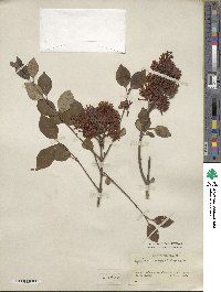 Syringa pubescens image