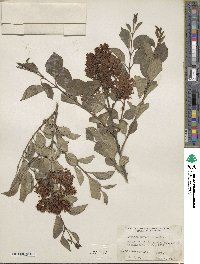 Syringa pubescens subsp. pubescens image