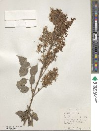 Syringa pubescens subsp. pubescens image