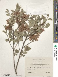 Syringa pubescens image