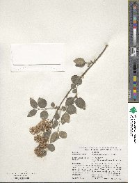 Syringa pubescens subsp. microphylla image