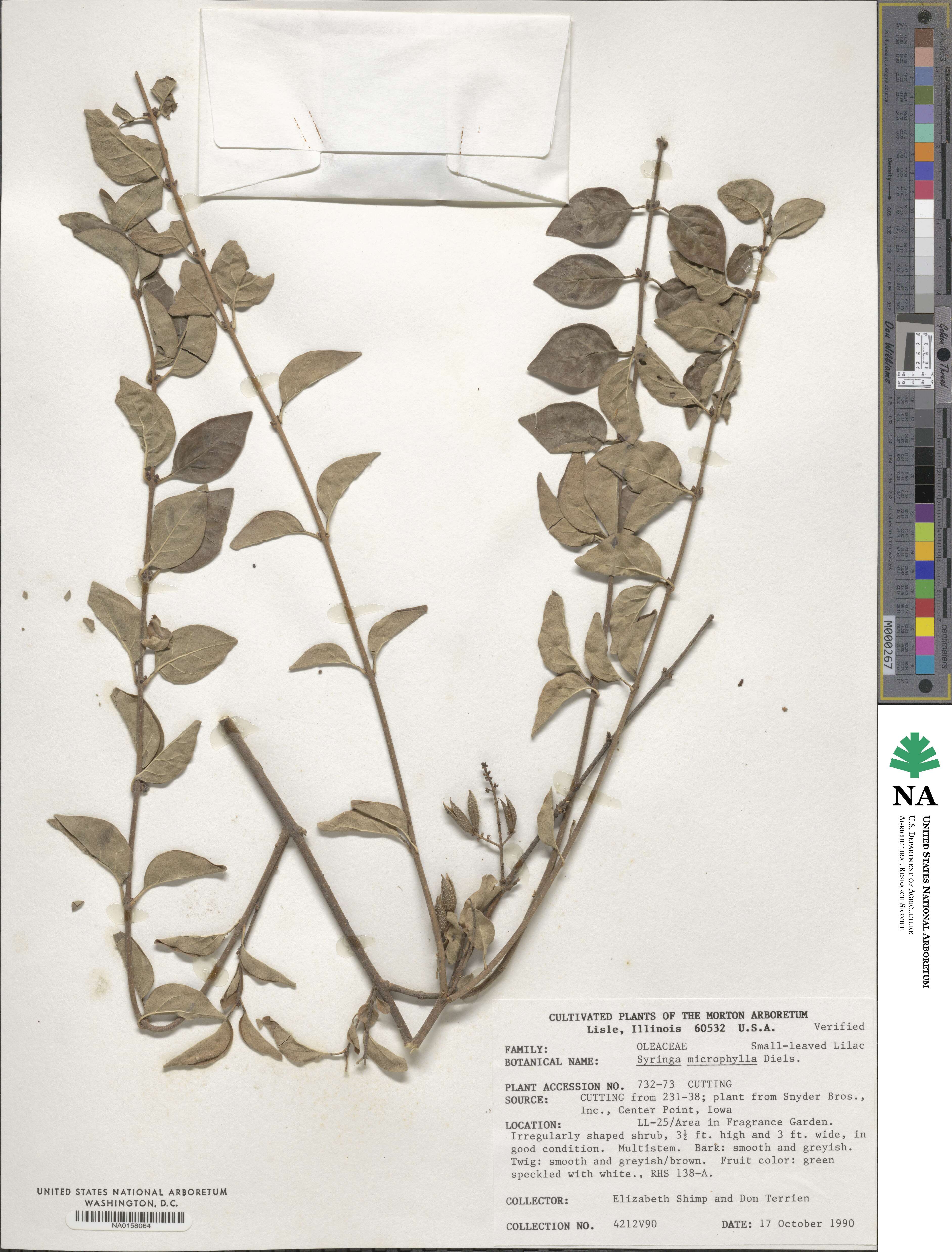Syringa pubescens subsp. microphylla image