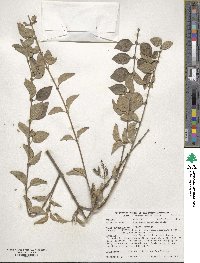 Syringa pubescens image