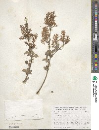 Syringa pubescens image