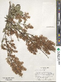 Syringa pubescens subsp. microphylla image