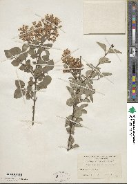 Syringa pubescens image