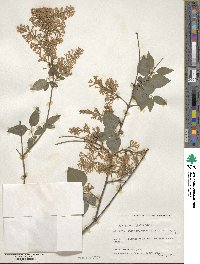 Syringa pubescens subsp. microphylla image