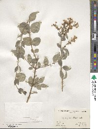 Syringa pubescens image