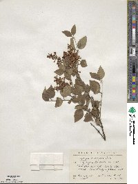 Syringa pubescens image