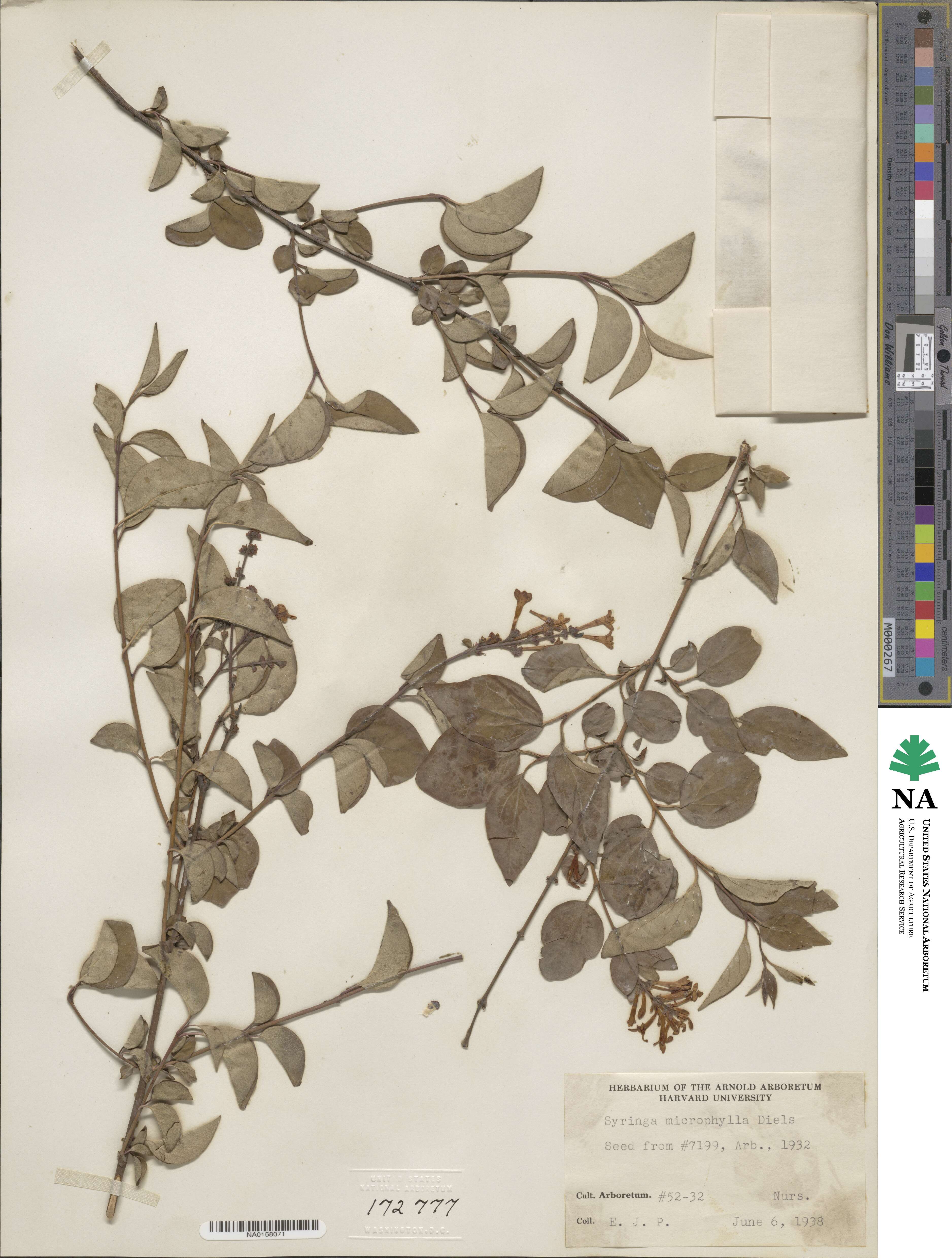 Syringa pubescens subsp. microphylla image