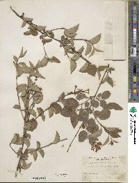 Syringa pubescens subsp. microphylla image