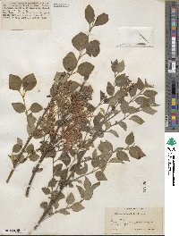 Syringa pubescens subsp. microphylla image