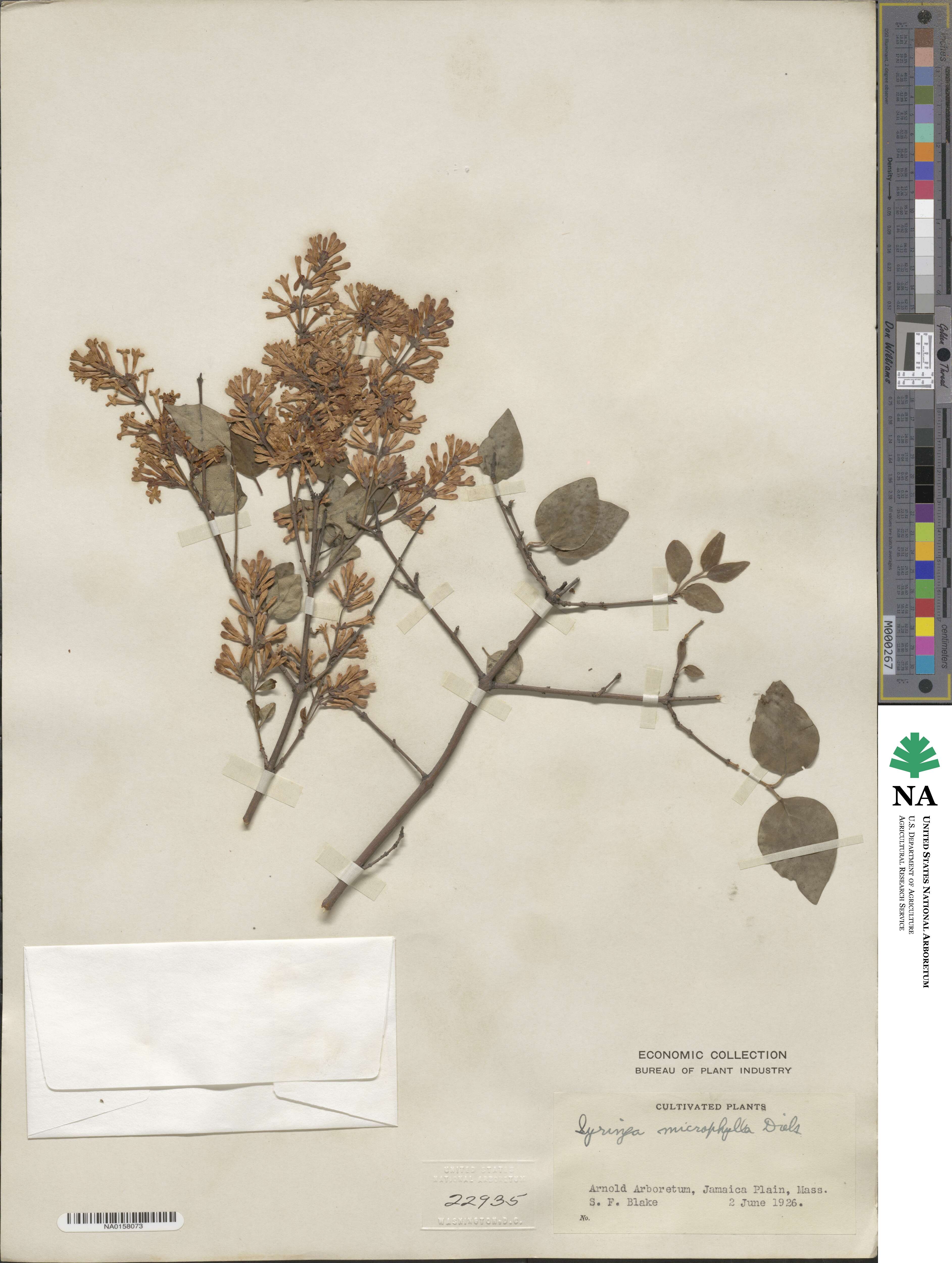 Syringa pubescens subsp. microphylla image