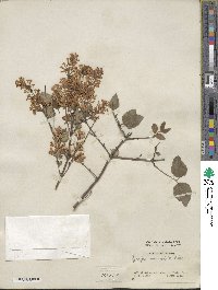 Syringa pubescens subsp. microphylla image