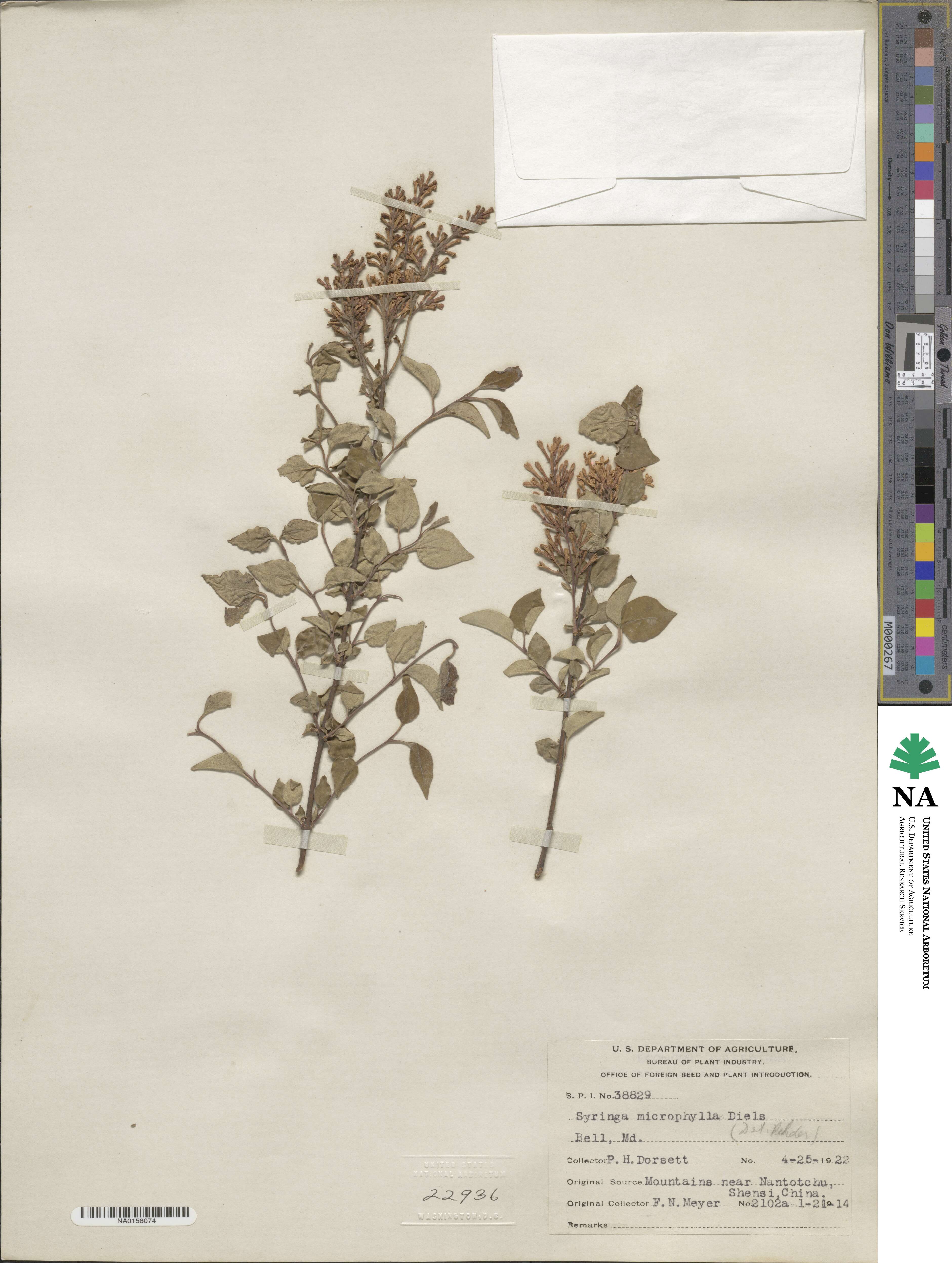 Syringa pubescens image