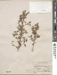 Syringa pubescens image