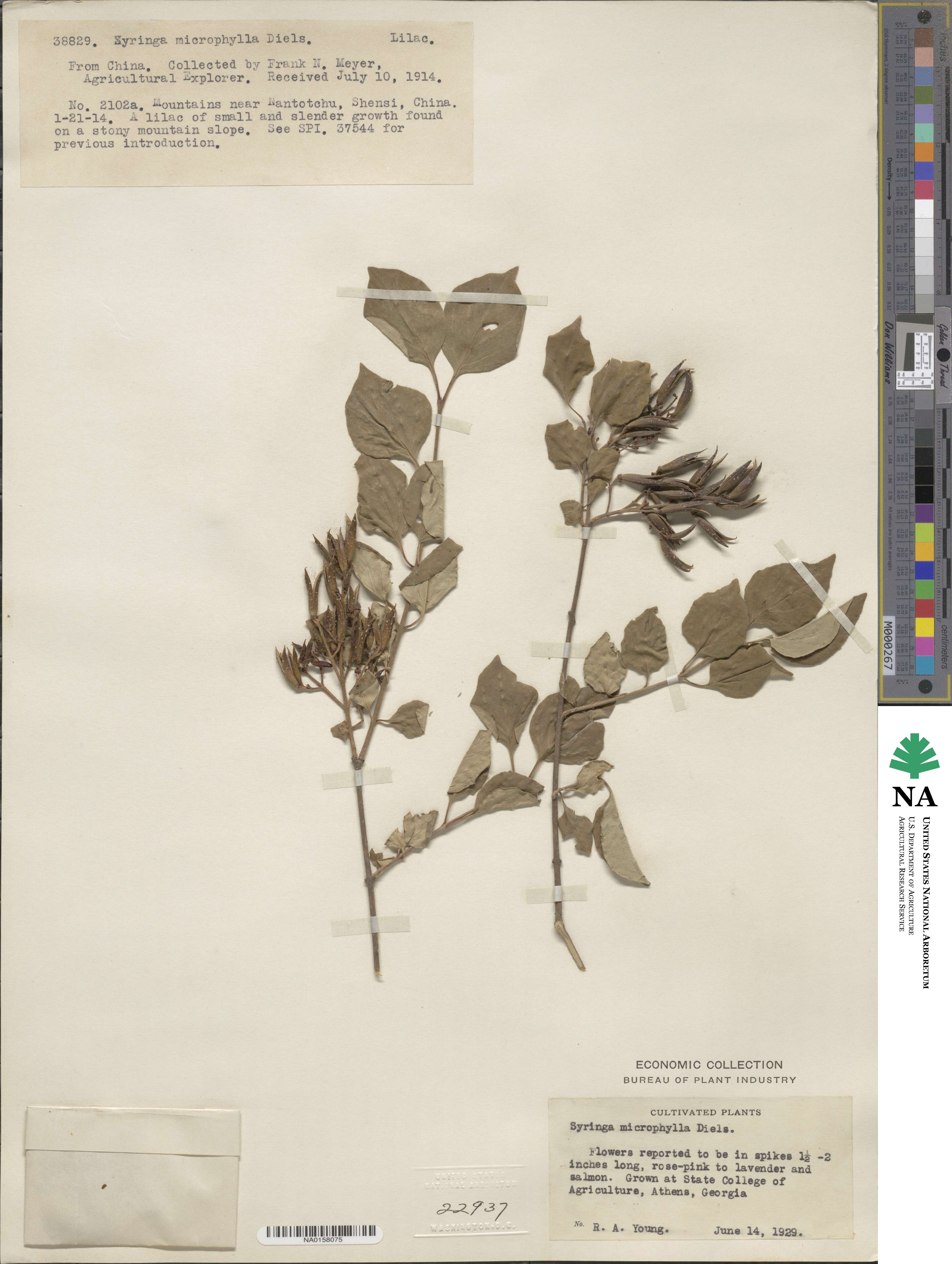 Syringa pubescens subsp. microphylla image