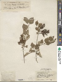 Syringa pubescens image