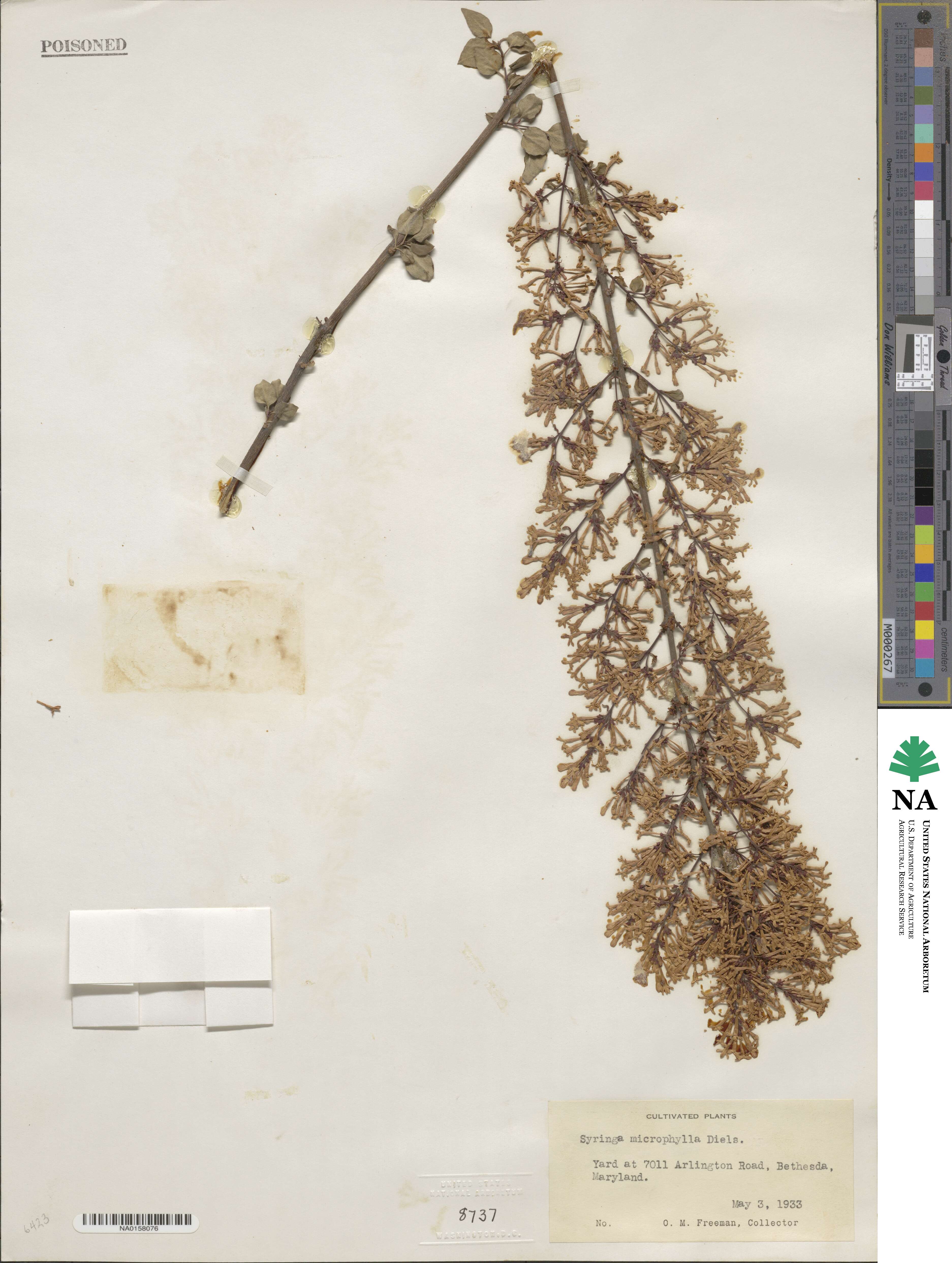 Syringa pubescens subsp. microphylla image