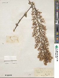 Syringa pubescens subsp. microphylla image